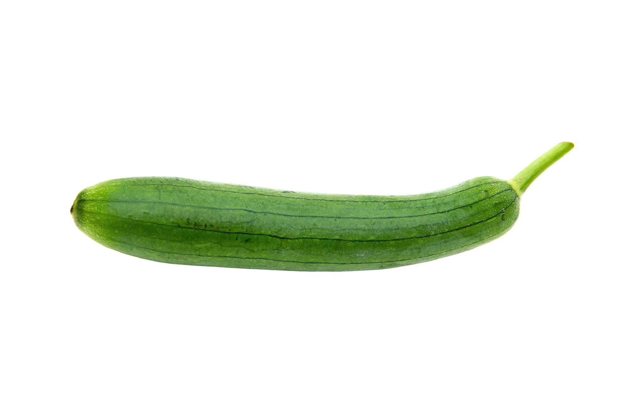 loofah plant in its ripe state