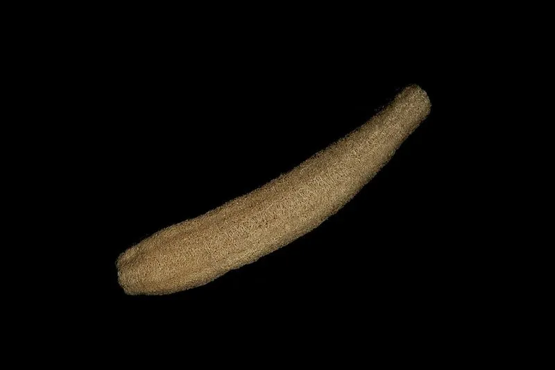 loofah sponge in its dry state